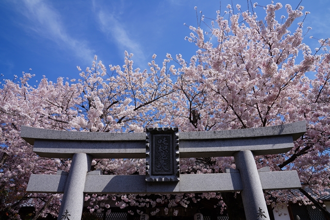 京都_桜情報_2022_40　真如堂_吒枳尼天　No13