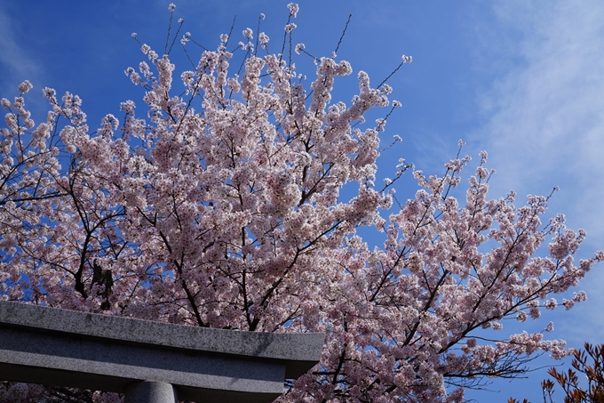 京都_桜情報_2022_40　真如堂_吒枳尼天　No14