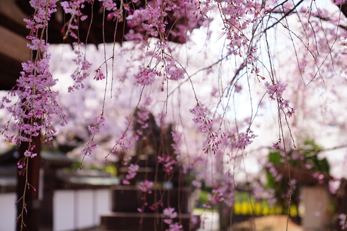 京都_桜情報_2022_40　真如堂_吒枳尼天　No15