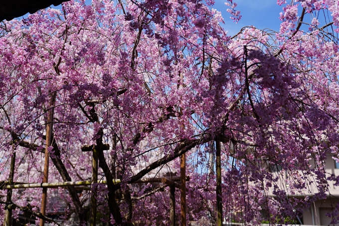 京都_桜情報_2022_40　真如堂_吒枳尼天　No17