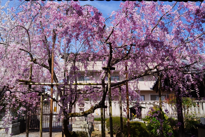 京都_桜情報_2022_40　真如堂_吒枳尼天　No18