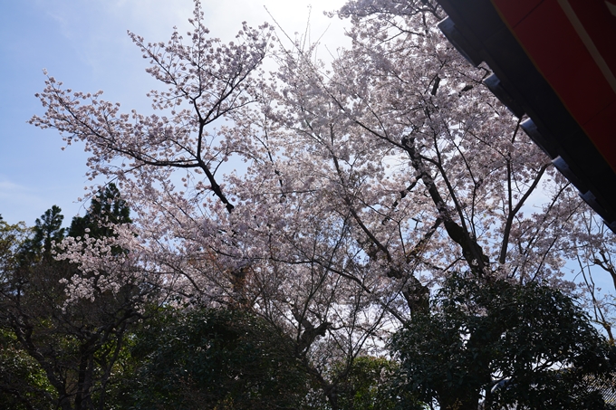 京都_桜情報_2022_41　くろ谷さん_金戒光明寺　No2