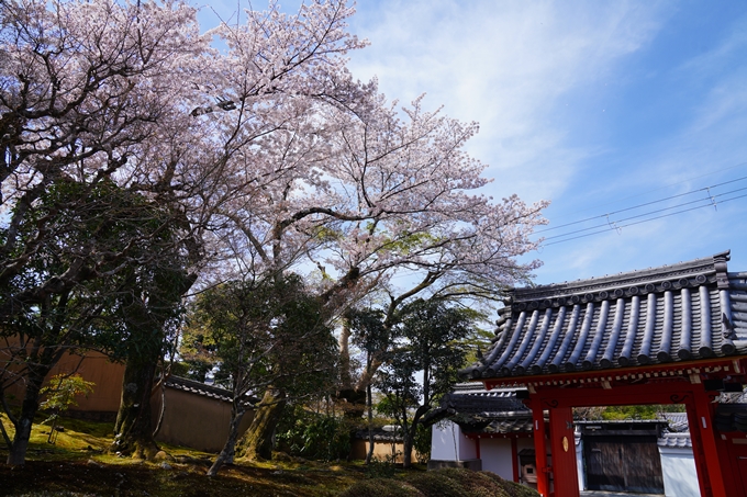 京都_桜情報_2022_41　くろ谷さん_金戒光明寺　No3