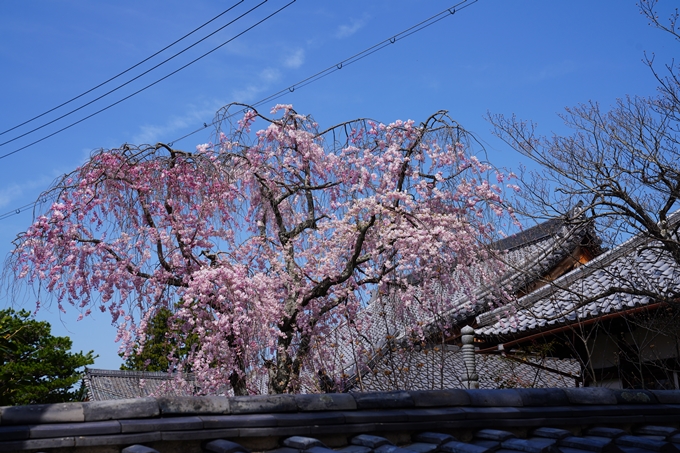 京都_桜情報_2022_41　くろ谷さん_金戒光明寺　No4