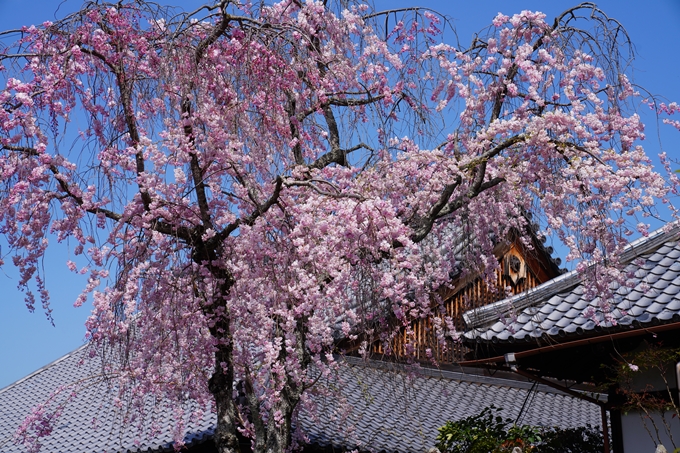 京都_桜情報_2022_41　くろ谷さん_金戒光明寺　No5