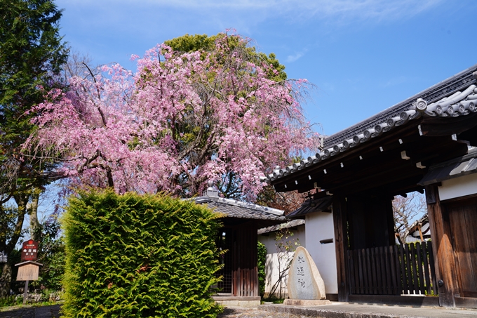 京都_桜情報_2022_41　くろ谷さん_金戒光明寺　No6