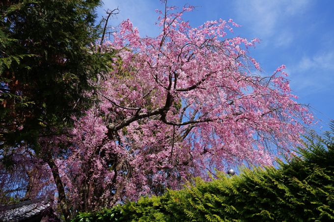 京都_桜情報_2022_41　くろ谷さん_金戒光明寺　No7