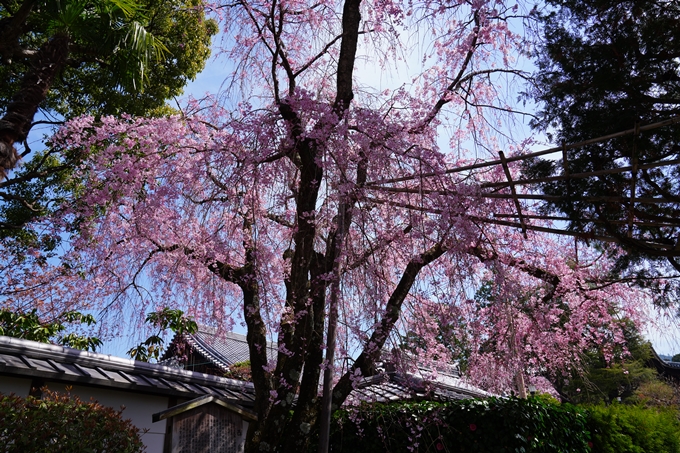 京都_桜情報_2022_41　くろ谷さん_金戒光明寺　No8