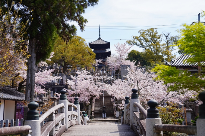 京都_桜情報_2022_41　くろ谷さん_金戒光明寺　No9