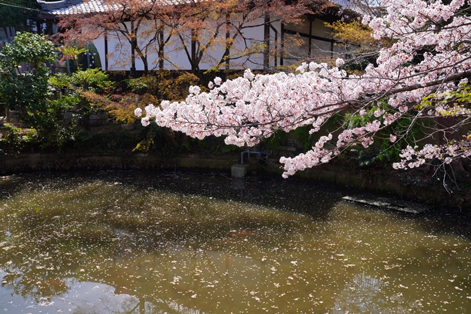 京都_桜情報_2022_41　くろ谷さん_金戒光明寺　No10