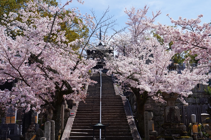 京都_桜情報_2022_41　くろ谷さん_金戒光明寺　No11