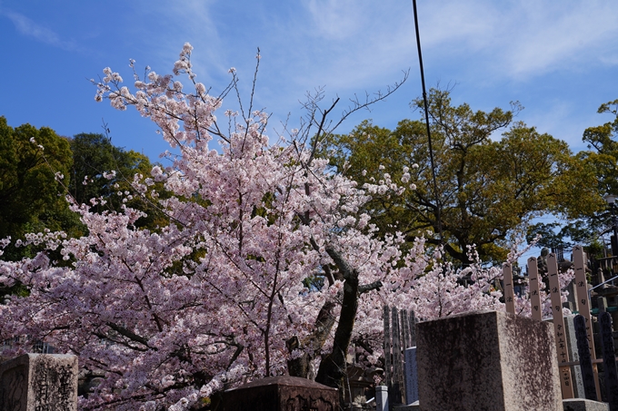 京都_桜情報_2022_41　くろ谷さん_金戒光明寺　No12