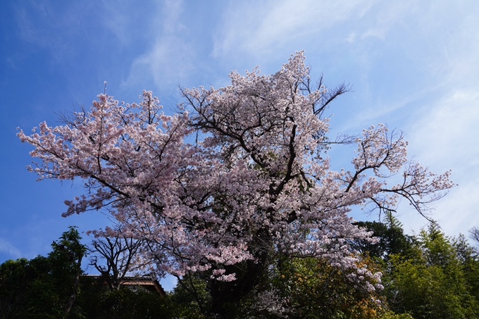 京都_桜情報_2022_41　くろ谷さん_金戒光明寺　No13