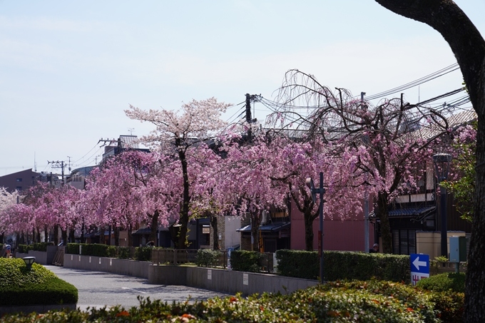 京都_桜情報_2022_42　京都地方裁判所　No2