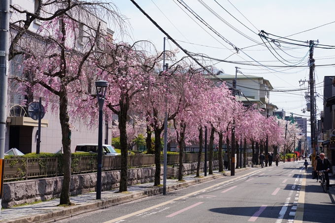 京都_桜情報_2022_42　京都地方裁判所　No3