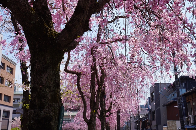 京都_桜情報_2022_42　京都地方裁判所　No6