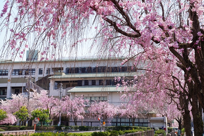 京都_桜情報_2022_42　京都地方裁判所　No7