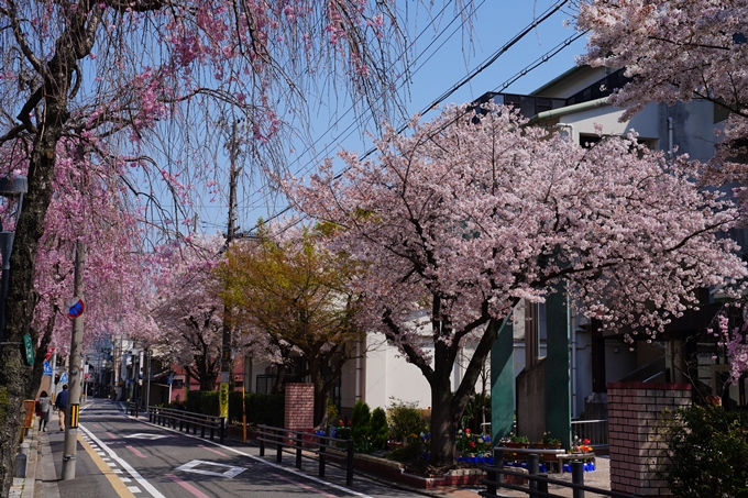 京都_桜情報_2022_42　京都地方裁判所　No8