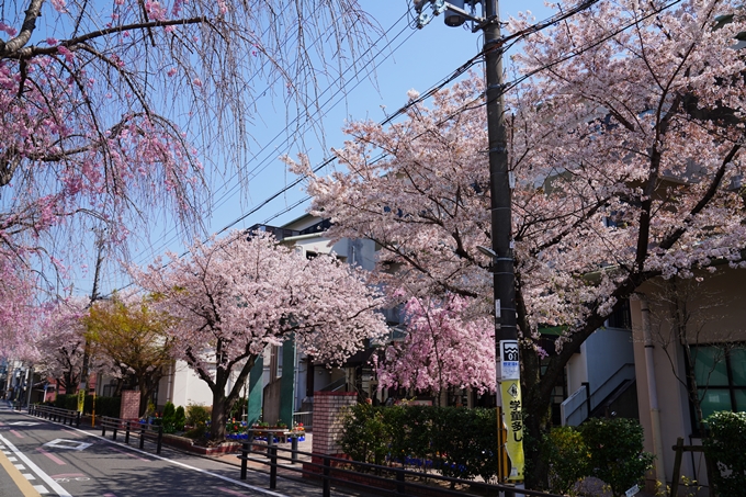 京都_桜情報_2022_42　京都地方裁判所　No9