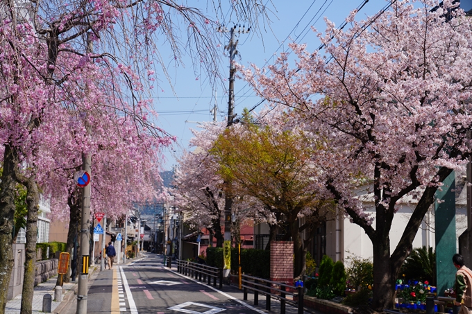 京都_桜情報_2022_42　京都地方裁判所　No10