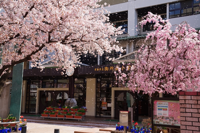 京都_桜情報_2022_42　京都地方裁判所　No11