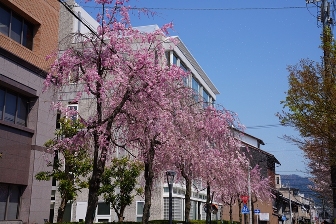 京都_桜情報_2022_42　京都地方裁判所　No12