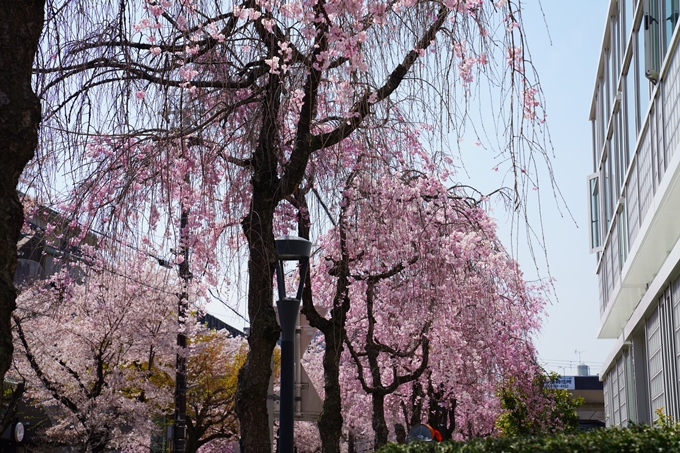 京都_桜情報_2022_42　京都地方裁判所　No14