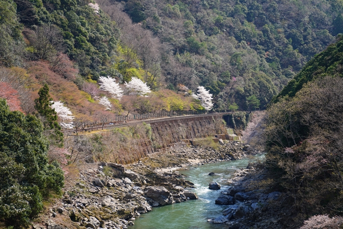 京都_桜情報_2022_43　保津峡駅　No6