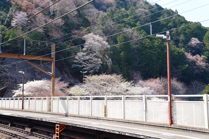 京都_桜情報_2022_43　保津峡駅　No2