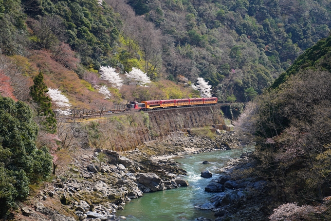 京都_桜情報_2022_43　保津峡駅　No7