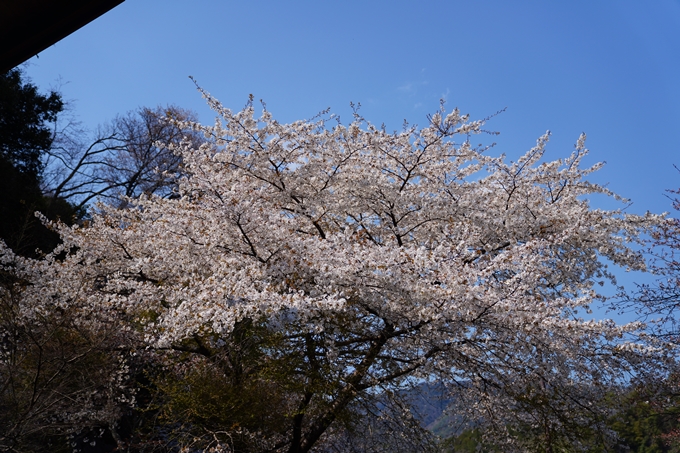 京都_桜情報_2022_43　保津峡駅　No4