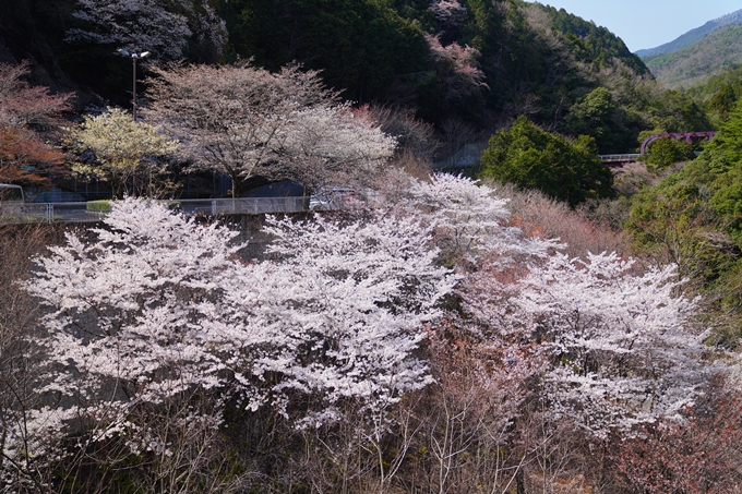 京都_桜情報_2022_43　保津峡駅　No5