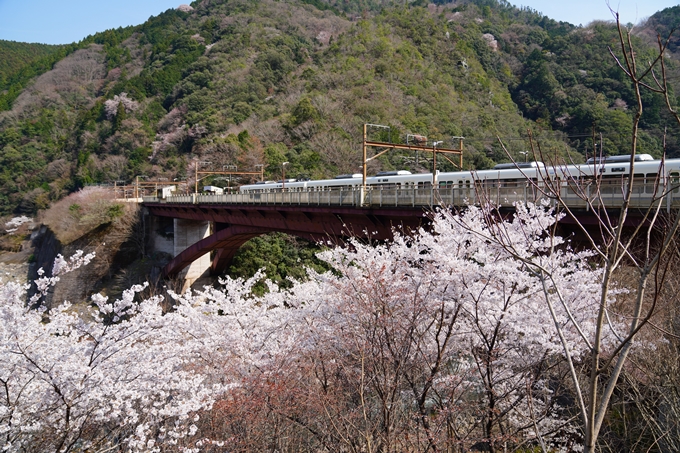 京都_桜情報_2022_43　保津峡駅　No8