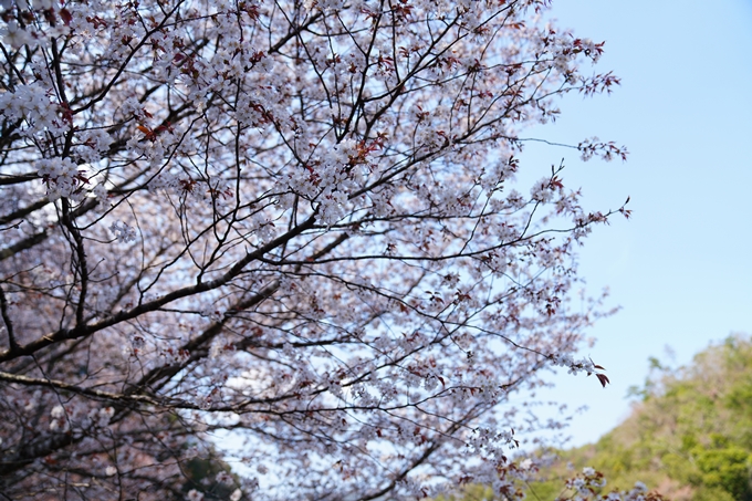 京都_桜情報_2022_43　保津峡駅　No9