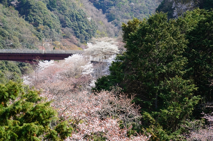 京都_桜情報_2022_43　保津峡駅　No10