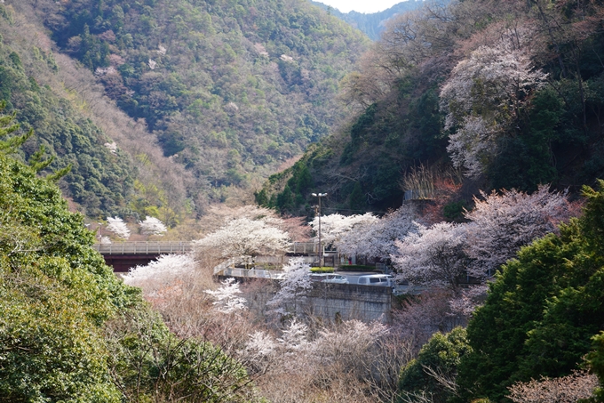 京都_桜情報_2022_43　保津峡駅　No11