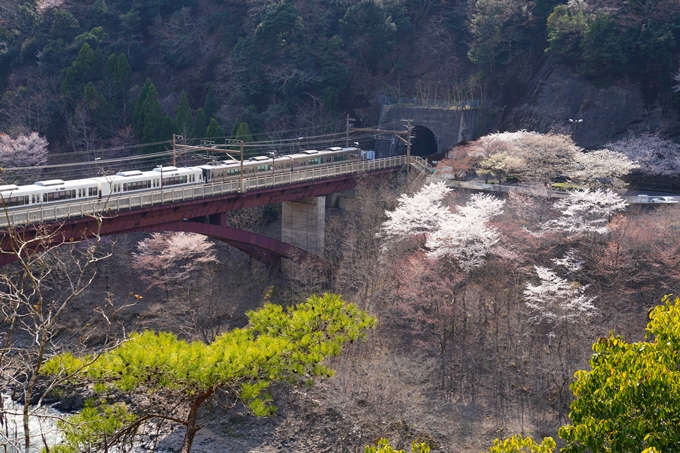 京都_桜情報_2022_43　保津峡駅　No13