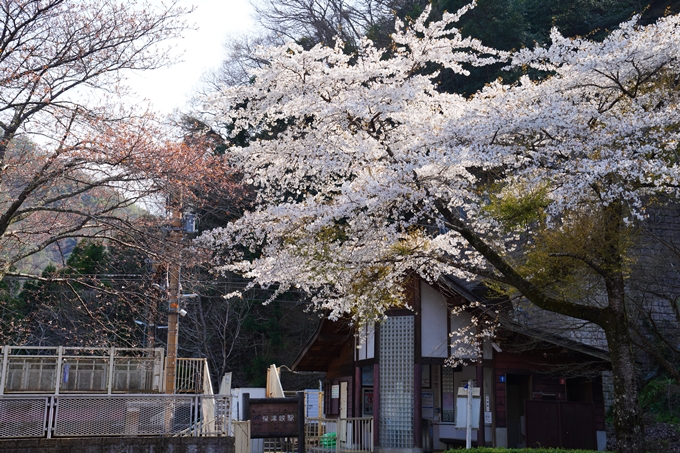 京都_桜情報_2022_43　保津峡駅　No15