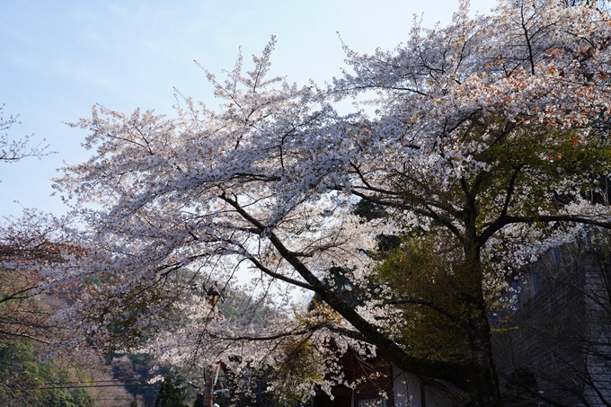 京都_桜情報_2022_43　保津峡駅　No16