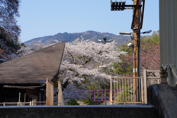 京都_桜情報_2022_43　保津峡駅　No17