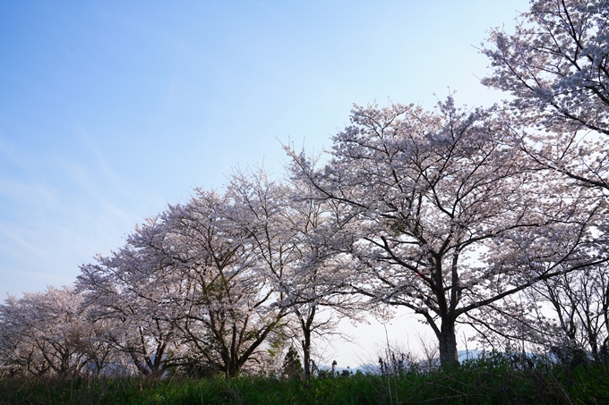 京都_桜情報_2022_44　大堰川堤防_大井外地　No2