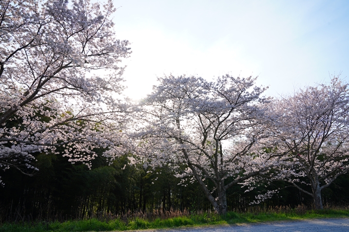 京都_桜情報_2022_44　大堰川堤防_大井外地　No3