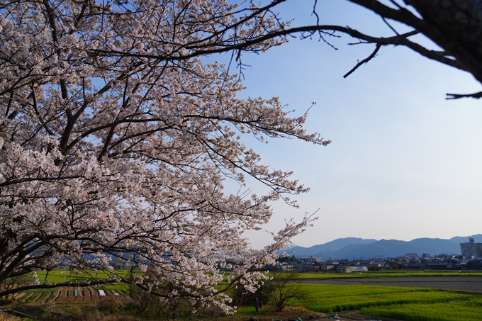 京都_桜情報_2022_44　大堰川堤防_大井外地　No4