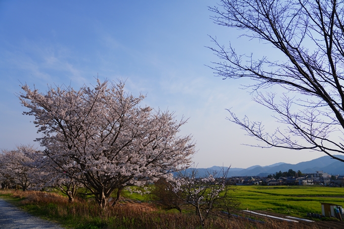 京都_桜情報_2022_44　大堰川堤防_大井外地　No5