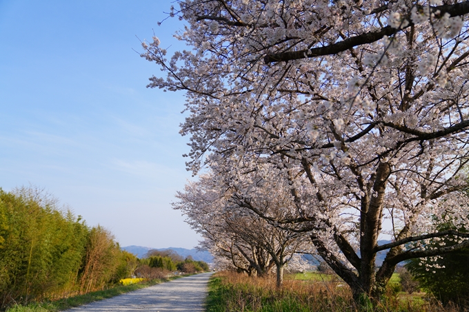 京都_桜情報_2022_44　大堰川堤防_大井外地　No6