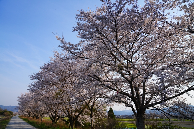 京都_桜情報_2022_44　大堰川堤防_大井外地　No7