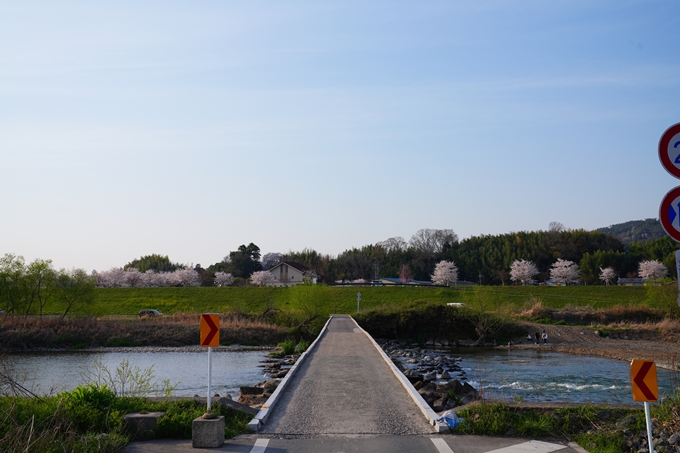 京都_桜情報_2022_45　大堰川堤防_保津川水辺公園　No2