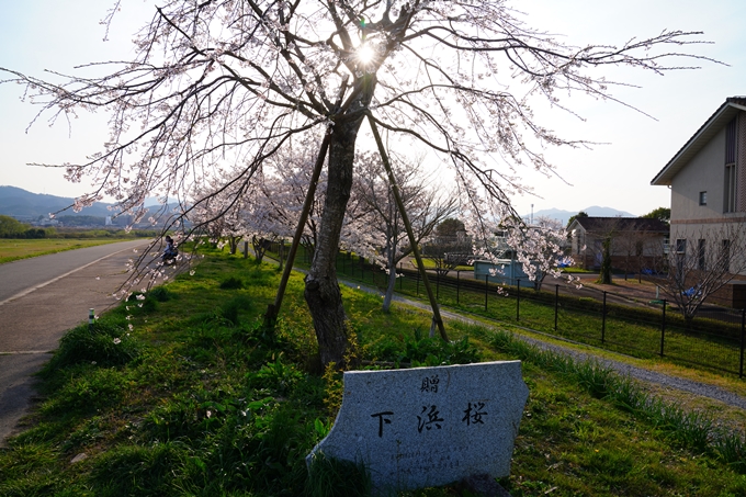 京都_桜情報_2022_45　大堰川堤防_保津川水辺公園　No3