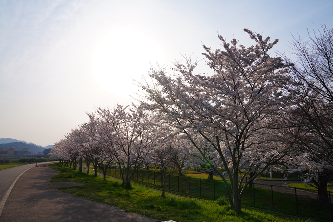 京都_桜情報_2022_45　大堰川堤防_保津川水辺公園　No4