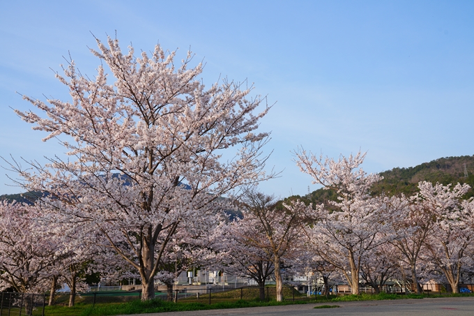 京都_桜情報_2022_45　大堰川堤防_保津川水辺公園　No5